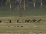 Wolves (Canis Lupus) Play Next To Bison Herd