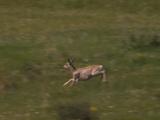 Elk (Cervus Canadensis) Exits River, Runs Across Grass Field