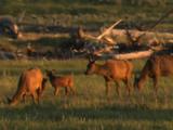 Elk (Cervus Canadensis) Cows And Calves Graze In Grass Field
