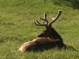 Bull Elk (Cervus Canadensis) Rests In Grass
