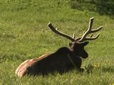 Bull Elk (Cervus Canadensis) Rests In Grass