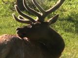 Bull Elk (Cervus Canadensis) Rubs Antlers On Flank, Grazes