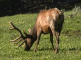 Bull Elk (Cervus Canadensis) Grazes