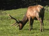 Bull Elk (Cervus Canadensis) Grazes