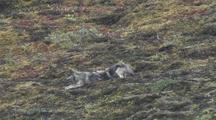 Wolf Mother (Canis Lupus) And Two Pups Play