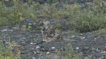 Wolf Pups (Canis Lupus) Rest, One Gets Up, Walks Off