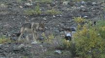 Wolf Pups (Canis Lupus) Investigate 