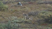 Two Wolf Pups (Canis Lupus) Investigate And Feed