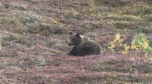 Bear Cub (Ursus Arctos) Lies Resting In Grass