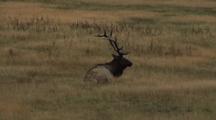 A Bull Elk, With Five Point Antlers, Lies Down To Rest In Dry Grass And Repeatedly Licks His Mouth And Snout.