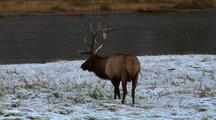A Bull Elk, With Fresh Snow On His Antlers, Grazes By The River.