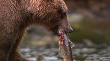 Close Up Of Grizzly Carrying Salmon Over To A Rock And Eating.