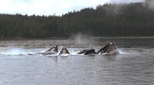 Humpback Whales Lunge Feeding On Krill.