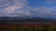 Alaskan Mountain Range & Fireweed