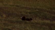 Two Bear Cubs Playing