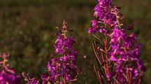 Alaskan Fireweed Blows In The Wind In A Small Meadow