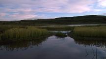Zoom On Pintail In Marsh