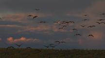 Canada Geese Take Off