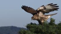 Red-Tailed Hawk In Tree, Flaps Wings