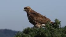 Red-Tailed Hawk In Tree