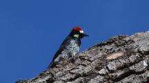 Acorn Woodpecker Hunts On Tree Trunk