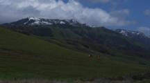Snow In Big Sur Mountains Above Cattle On Foothills