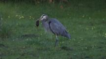 Great Blue Heron, Gopher In Mouth