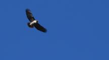 Red-Tailed Hawk Flies In Blue Sky