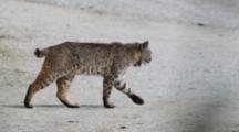 Bobcat Walks In Slow Motion