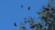 Monarch Butterflies Fly In Slow Motion