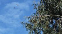 Monarch Butterflies Gather In Tree