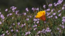 Bee On California Poppy In Wildflower Field