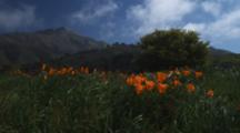 California Poppies In Windy Meadow, Pico Blanco Mountain In Back