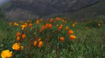 California Poppies In Windy Meadow