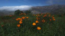 California Poppies In Breezy Meadow