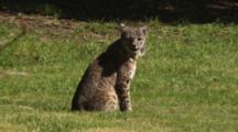 Bobcat Sits In Grass