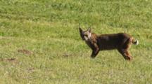 Bobcat (Female) Hunts In Grass