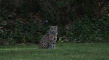Male Bobcat Poses In Shady Grass