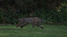 Male Bobcat Poses In Shady Grass, Walks In Slow Motion