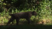 Male Bobcat Walks In Slow Motion