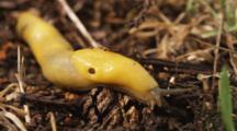 Banana Slug Crawls On Forest Floor