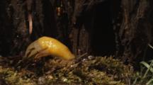 Banana Slug Crawls On Forest Floor