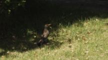 Red Shafted Flicker On Grass, Flies Away