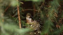 Hummingbird Feeds Chicks In Nest