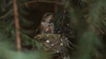 Hummingbird Feeds Chicks In Nest, Chick Defecates