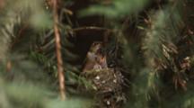 Hummingbird Lands And Feeds Chicks In Nest
