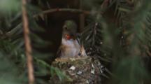 Hummingbird Feeds Chicks In Nest, Flies Away