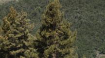 Redwood Tree Top To Bottom