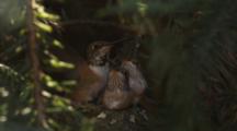 Hummingbird Hovers And Lands On Nest With Chicks