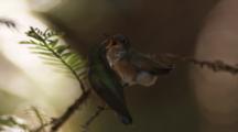 Hummingbird Feeds Newly Fledged Chick 